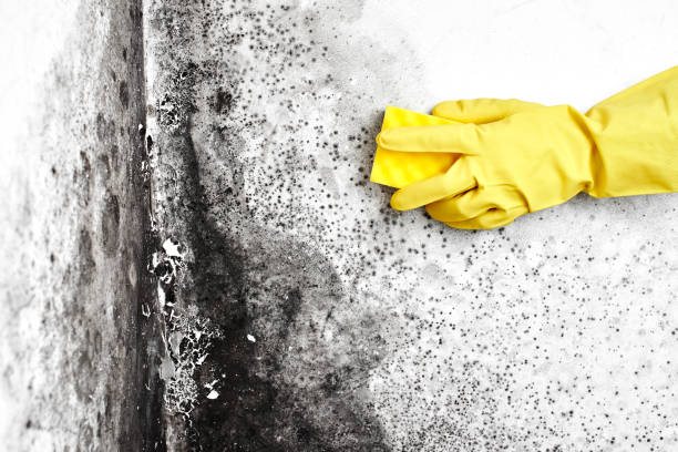 Professional Mold Remediation in Shadeland, IN